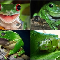 FROG COLLAGE