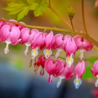 Pink Heart Flower