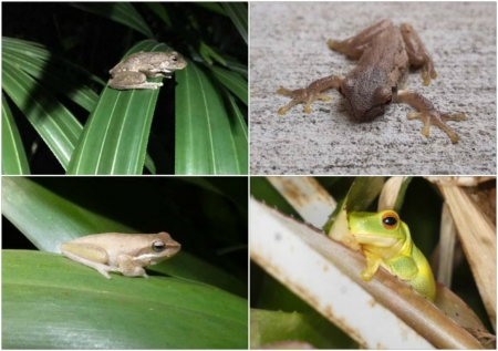 FROG COLLAGE - IMAGE, NATURE, COLLAGE, FROG