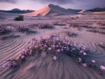 Desert Flowers