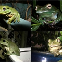 FROG COLLAGE