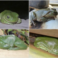 FROG COLLAGE