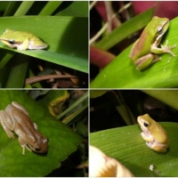 FROG COLLAGE