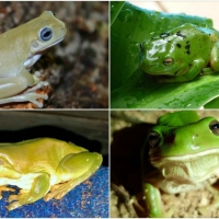 FROG COLLAGE