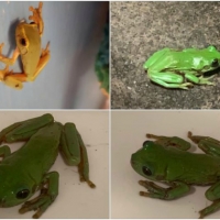 FROG COLLAGE