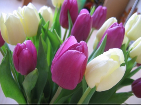 Tulips - white, color, tulips, upright, purple, pink, pretty, cerise, nature, flowers