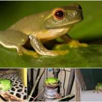 FROG COLLAGE