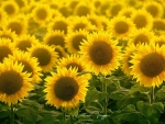 Sunflowers