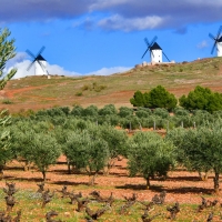 Olive Grove in Spain