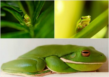 FROG COLLAGE