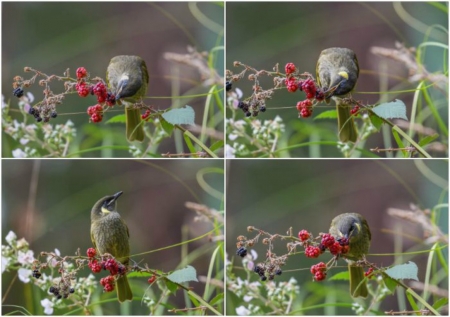 BIRD COLLAGE