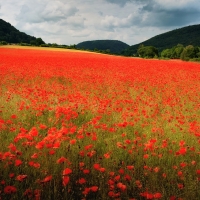 Poppy field