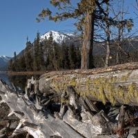 Fallen trees at Lake Wenatachee