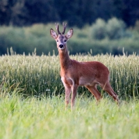 Young Deer