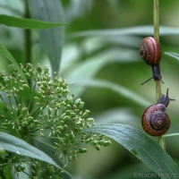 Snails on Plant