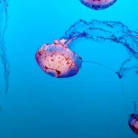 Purple striped jellyfish