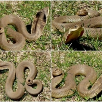 SNAKE COLLAGE