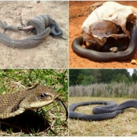 SNAKE COLLAGE