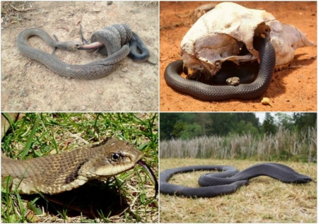 SNAKE COLLAGE - IMAGE, NATURE, COLLAGE, SNAKE