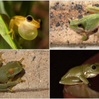 FROG COLLAGE