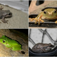 FROG COLLAGE