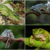 FROG COLLAGE