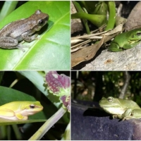 FROG COLLAGE