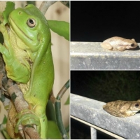 FROG COLLAGE