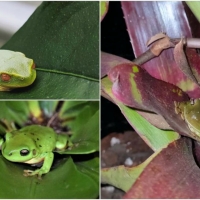 FROG COLLAGE