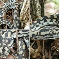 SNAKE COLLAGE