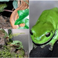 FROG COLLAGE