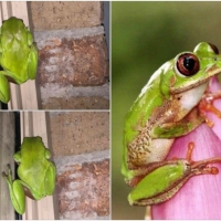 FROG COLLAGE