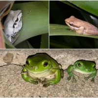 FROG COLLAGE