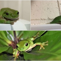 FROG COLLAGE