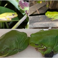 FROG COLLAGE