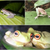 FROG COLLAGE