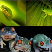 FROG COLLAGE