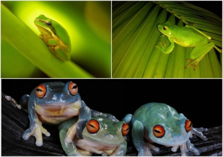 FROG COLLAGE