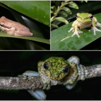 FROG COLLAGE