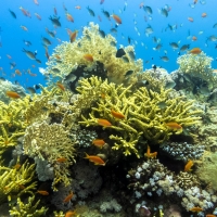 Coral Reefs in Egypt