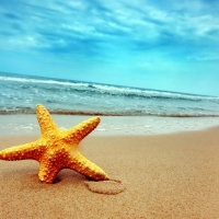 Starfish on the sand