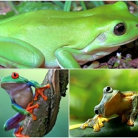 FROG COLLAGE