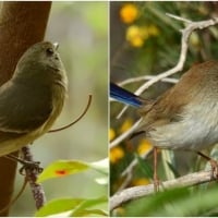 BIRD COLLAGE