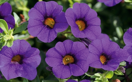 Calibrachoa - calibrachoa, flowers, nature, photography, violet