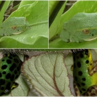 FROG COLLAGE