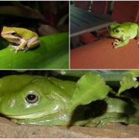 FROG COLLAGE