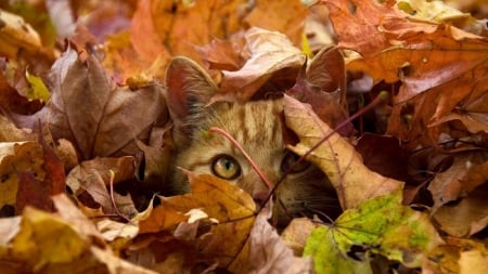 Peek a Boo Here I Am :) - Hiding, Leaves, Peeking, Cat, Orange Leaves, Green, Camophlage, Brown