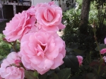 Pink roses