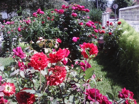 Roses - garden, sunny, roses, red