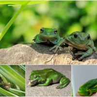 FROG COLLAGE